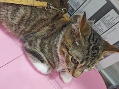 -瑞派名望志远动物医院·猫科·內科·异宠专科(直港大道店)