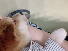 -逗柴咖啡屋·狗咖猫咖宠物桌游