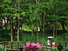 -陈家山荷花公园