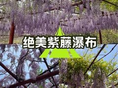 -嘉定紫藤园