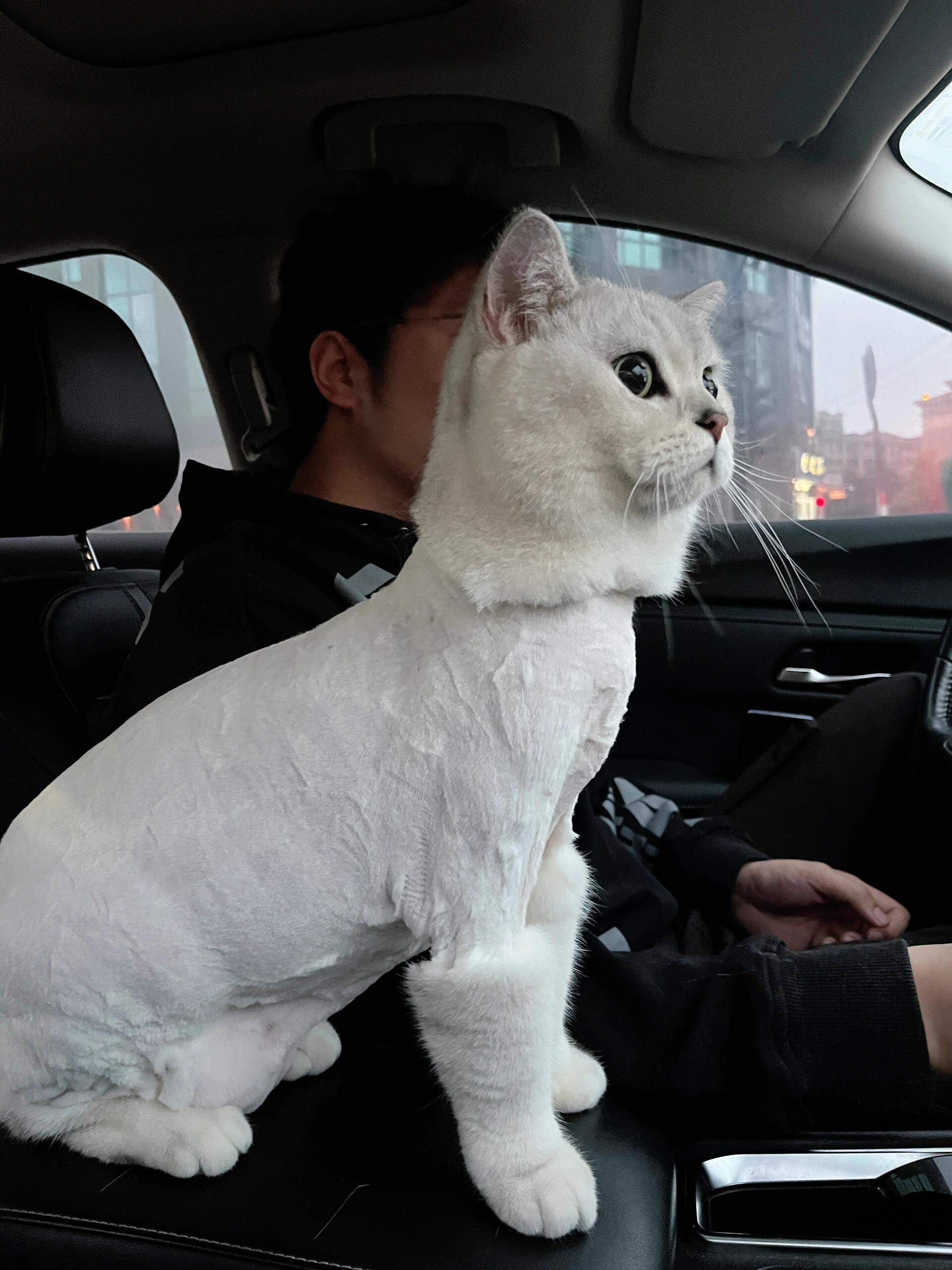蒲公英银渐层猫生第一次剃毛