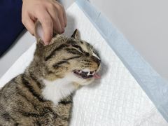 -东日国际动物医院·CT·心脏专科(桃源分院)