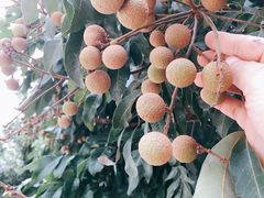-溪悦渔庄(九龙湖店)
