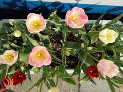 -杭州湾海上花田景区