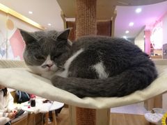 -滚猫咖啡·猫咖·猫友好撸猫(未来城店)