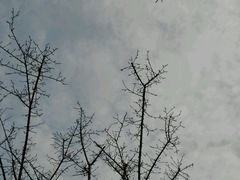 -秀丽东方