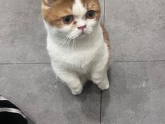 -飞行喵MR PILOT|猫舍·猫咖(静安大融城店)