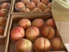 -南汇新场正宗水蜜桃采摘