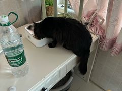 -美联众合动物医院·24h转诊中心