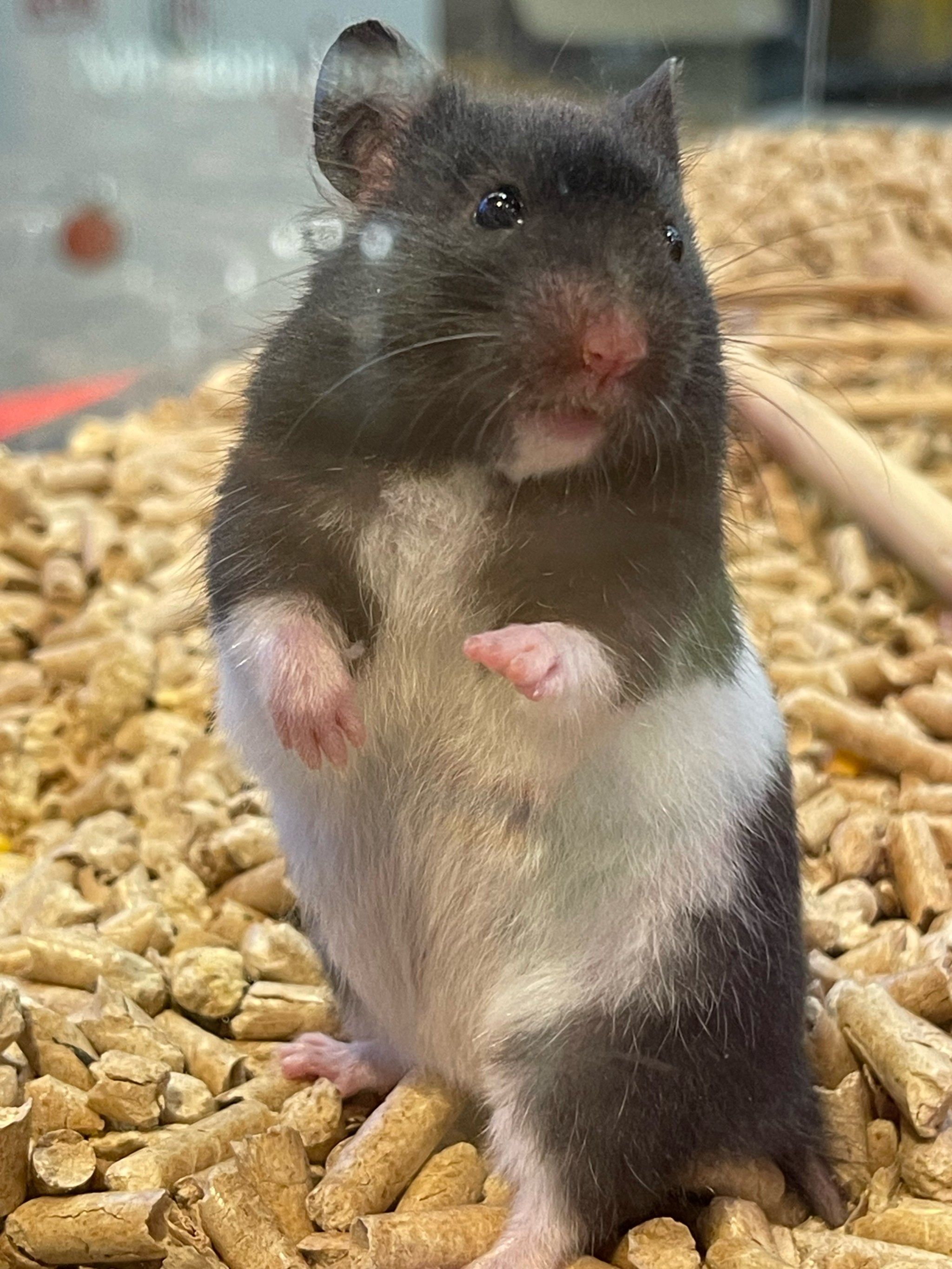 在店里跟他玩了一个小时,决心买却被告知卖了‼️