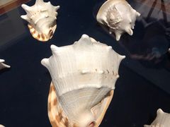 -青岛贝壳博物馆