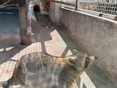 -J Create城市露营咖啡·简餐·宠物(上海动物园店)