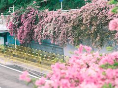 -深圳仙湖植物园-停车场