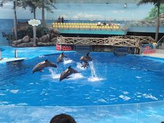 -海合安成都极地海洋公园