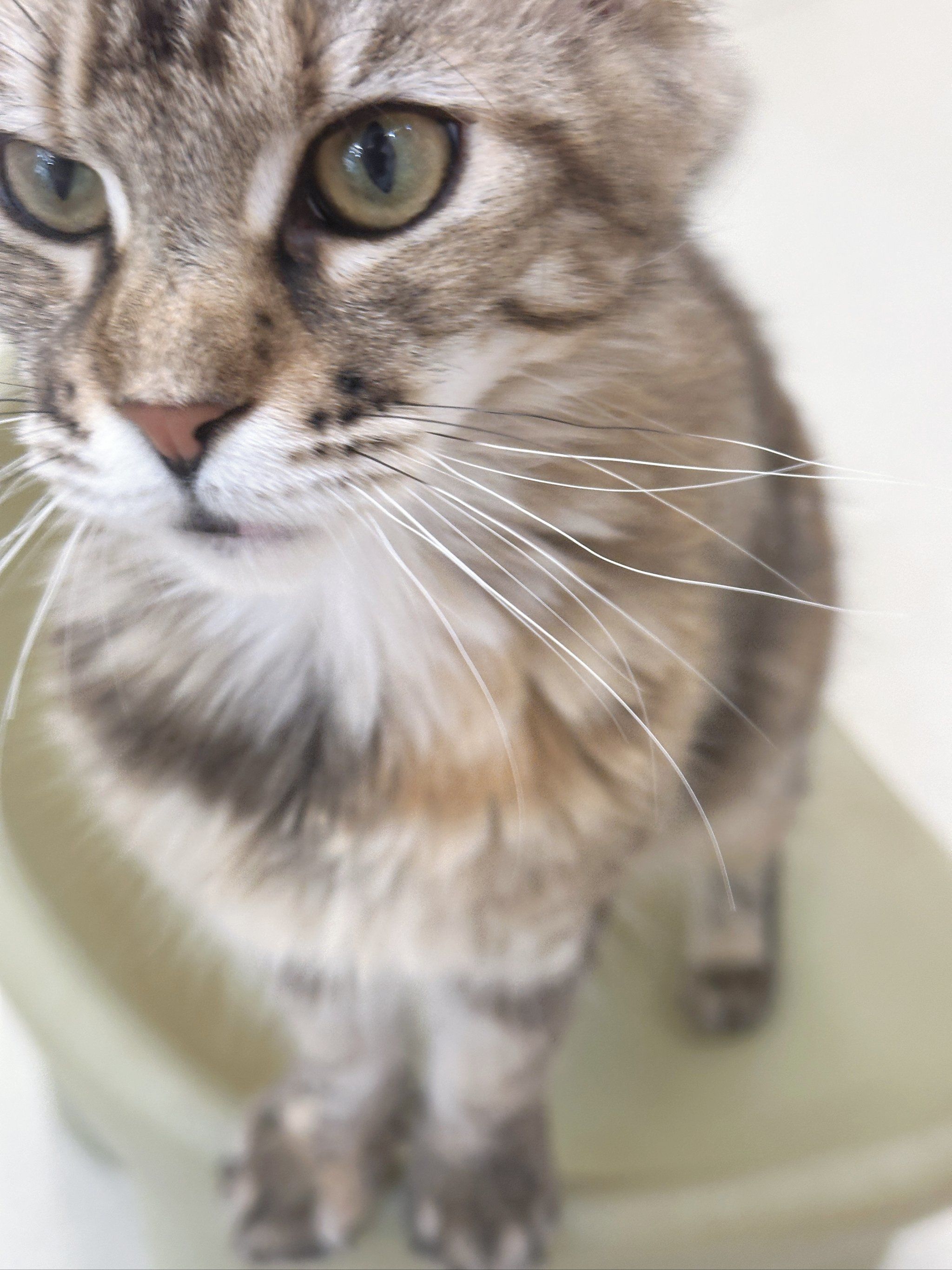 宠物猫的萌翻天