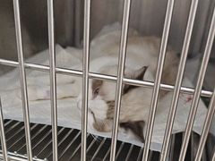 -宠福鑫康馨动物医院·骨科·眼科