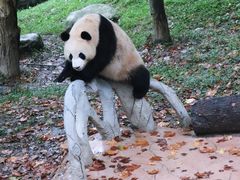 -都江堰中华大熊猫苑