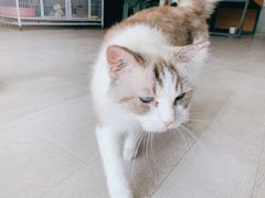 -喵百万·布偶·蓝金金渐层英短·猫舍(百子湾店)