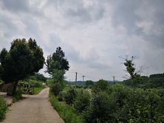 -素山寺森林公园