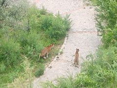 -青藏高原野生动物园