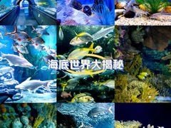 -上海海洋水族馆