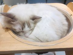 -飞行喵MR PILOT|猫舍·猫咖(静安大融城店)