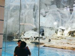 -帝企鹅自助餐厅•儿童岛•真企鹅(长隆企鹅酒店)