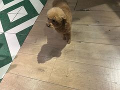 -Thai Basil罗勒叶泰式餐厅(时代天街店)