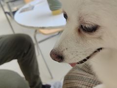 -怪兽屋·羊驼·猫咖·狗咖(俊华广场店)