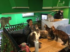 -李小姐の猫咖啡馆(五角场店)