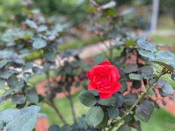 -厦门美莱整形美容医院