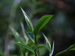 -华祥苑茶馆•国缤茶小蓝罐(普罗旺斯店)