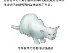 -瑞派申生动物医院·24H夜诊·国际动物医疗中心·骨外科(吴中路店)