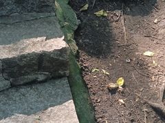 -帽儿山风景区