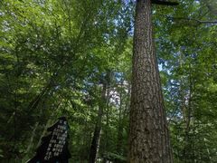 -五营红松林海景区