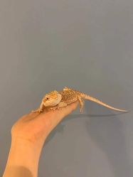 -Moni星球萌宠·小马宝莉·灵蛇·高端高阶全萌宠互动体验俱乐部(红豆国际广场店)