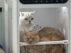 -嘉馨宠物医院·CT影像转诊·心脏科·犬猫全科诊疗中心(下沙大学城院区)