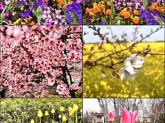 -兰陵国家农业公园