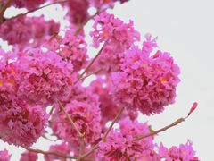 -深圳人才公园