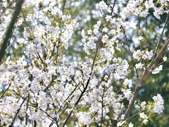 -西湖风景区-江洋畈生态公园