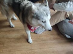 -Husky Go! 哈士奇体验馆·宠物咖啡厅狗咖