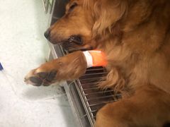 -汪喵宠物医院·骨科心脏影像·犬猫急重症ICU诊疗中心(成华分院)