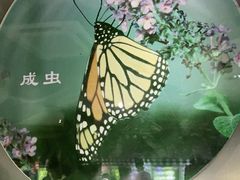 -上海昆虫博物馆