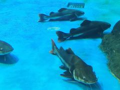 -多彩贵州城极地海洋世界