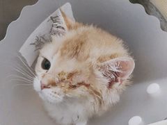 -美联众合动物医院·24h京西诊疗中心