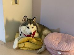 -Husky Go! 哈士奇体验馆·宠物咖啡厅狗咖