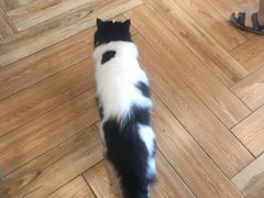 -遇见羊驼·奶狗咖·布偶猫咖·法斗柯基柴犬阿拉斯加(春熙路太古里IFS店)