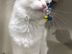 -东方名猫馆·英短金渐层布偶猫舍(环线广场1号楼店)