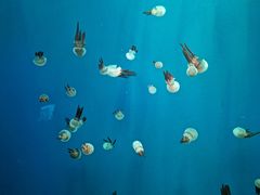 -南昌融创海世界