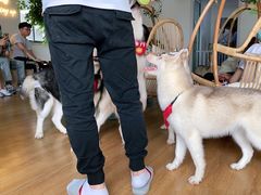 -Husky Go! 哈士奇体验馆·宠物咖啡厅狗咖